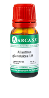 AILANTHUS GLANDULOSA LM 8 Dilution