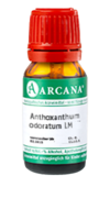 ANTHOXANTHUM odoratum LM 29 Dilution